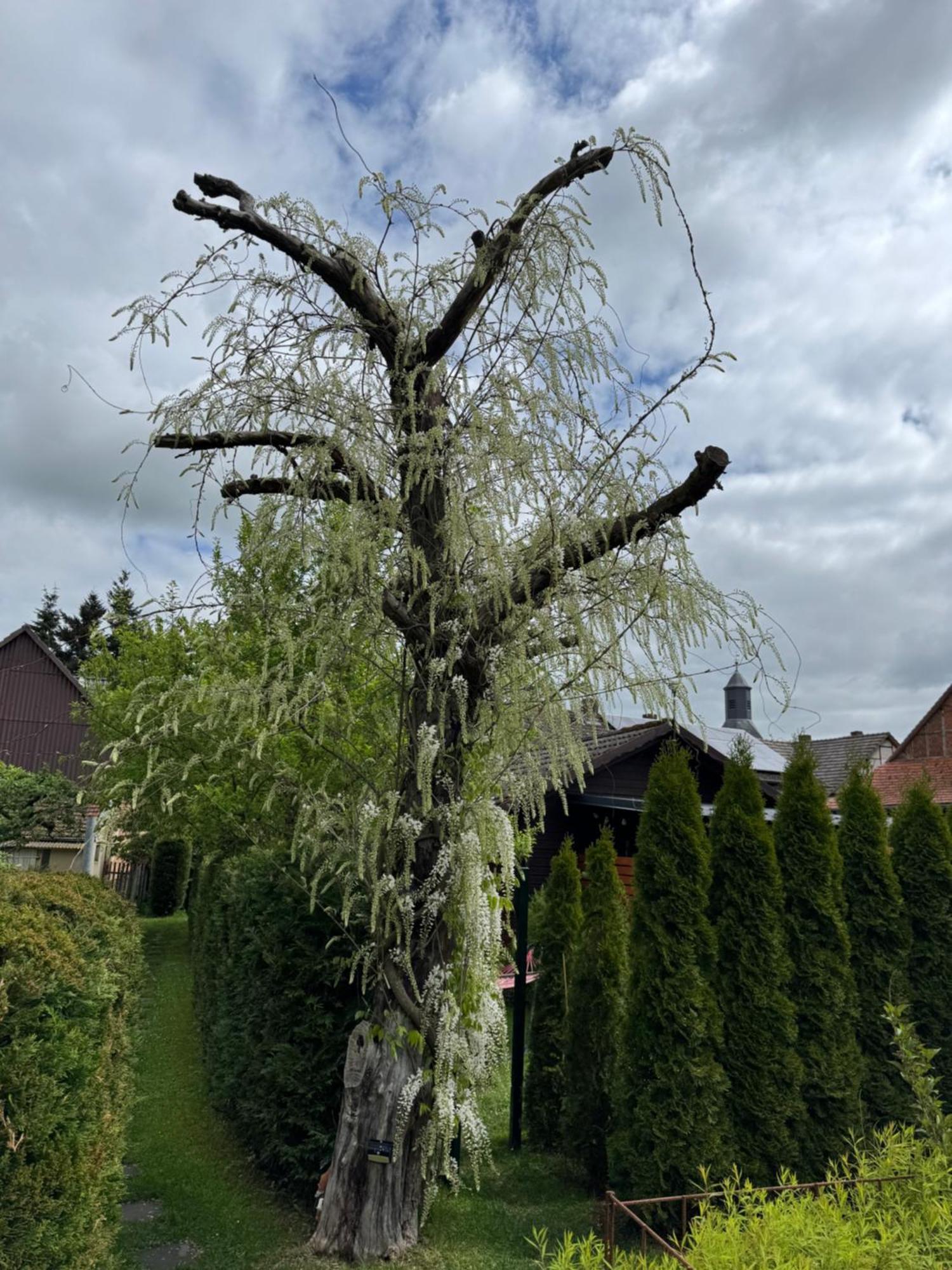 Ferienwohnung Am See Dillich - Ruhige Lage - Eigener Garten - Direkt Neben Einem Natursee Borken  Exterior foto